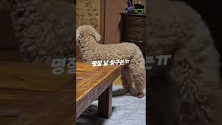 잠 못이루는 밤 #강아지일상 #반려견