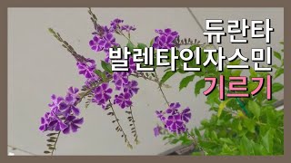 듀란타(발렌타인자스민) 기르기