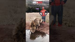 Scaring a Lion 🦁are you crazy 😂 Spider-man in real life Lion meme funny TikTok video #shorts