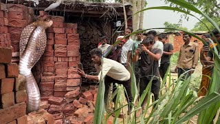 जहरीले कोबरा का खतरनाक अटैक, फिर कैसे रेस्क्यू किया !😱 Specticled Cobra Snake Rescue in Village Area