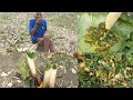 River Fish in Bamboo  Tube||Primitive Naga cooking  Style