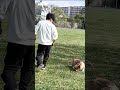 初めてのボール遊び🥎【コーギー】 shorts コーギー dog corgi 犬