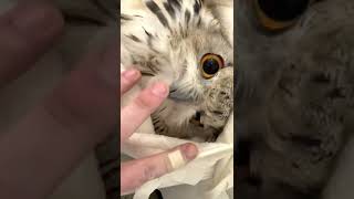 Baby owl #ytvideos #birds #funny #animals #ytshorts