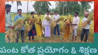 వరిలో పంట కోత ప్రయోగాలు \u0026 నిర్వహణ