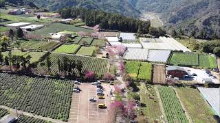 南投草坪頭玉山觀光茶園