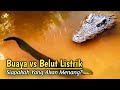 Merinding !!! Pertarungan Sengit Buaya Versus Belut Listrik