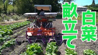 白菜畝立てと定植作業2019/9/19#783