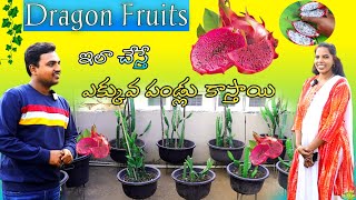 విజయవాడలో సుకన్య గారి తోటలో - Dragon Fruit Tips & Care #dragon @OrgGardener