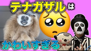 テナガザルってどんな動物なの？魅力を教えちゃいます！WoWキツネザルが徹底解説！