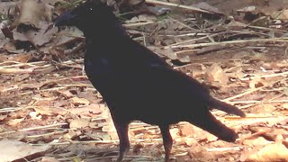 Indian Jungle Crow Bird