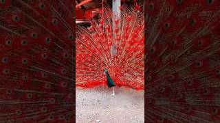 देखो देखो मोर आसमान में उड़ गया😍😍 #peacock #birds #trending #viral #youtubeshorts #best #flying