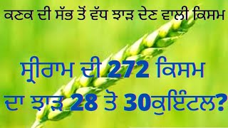 ਸ੍ਰੀਰਾਮ272 ਕਿਸਮll ਕਣਕ ਦੀ ਸੱਭ ਤੋਂ ਵੱਧ ਝਾੜ ਦੇਣ ਵਾਲੀ #wheat#variety#272#viral#yield#wheatfarming#sriram