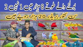 بولنے والے طوتے 8 ہزار میں 1 نہیں 2 سن کنور 20 ہزار روپے میں