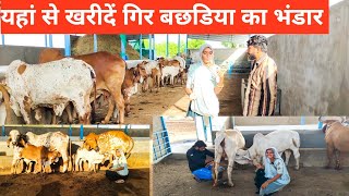 गीर बछड़िया जितनी चाहे उतनी ले जाओ 5 कपिला स्वर्ण कपिला#farming #cow #sale  #priyankadinudairyfarm