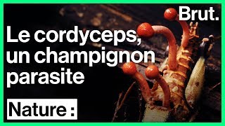 Ce champignon parasite change les insectes en zombies