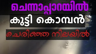 കാടിറങ്ങിയ കുട്ടി കൊമ്പനെ ചെരിഞ്ഞ നിലയിൽ കണ്ടെത്തി