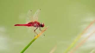 Urothemis signata insignata (07Oct2014)