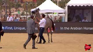 N.18 SANIA DU CAYRON - Menton 2018 - Yearling Fillies (Class 1B)