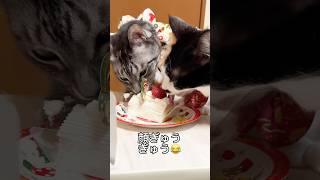 猫たちにペコちゃんのクリスマスケーキをあげてみたら#shorts