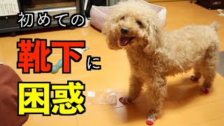 犬に初めて靴下を履かせたら反応が可愛かった！【トイプードル 】