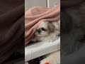 旦那の布団に潜り込むあまちゃん puppy shihtzu cute pets cutedog animals 可愛い 犬のいる生活