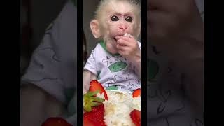 可愛いお猿さん🇯🇵🙈🐵🙈#monkeys #monkey #monkeydluffy #babymonkey #monkeyvideo #cute #さる #猿 #ペット