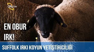 En Obur Irk! -Koyuncu