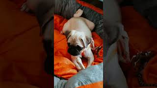 #Chinnu New sleeping Bed 🛏#Unboxing  #chinnubed | #dogbed | #petsbed #Chinnuthepugsince2022 #pugdog