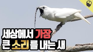 세상에서 가장 큰 울음소리를 내는  '아마존 흰방울새'