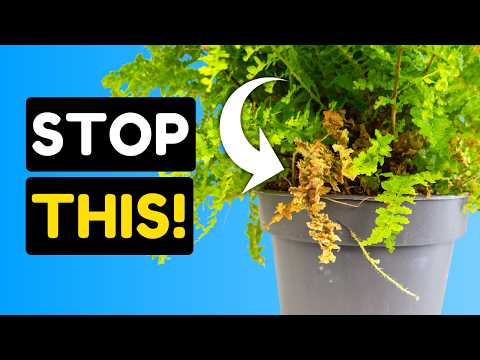 Do ferns die easily?