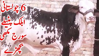 Bachre For Qurbani 2025 | Cholistani Nukre Ablk Suraj mukhi || Global Village Farming