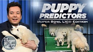 Puppies Predict the Winner of Super Bowl LVIII | The Tonight Show Starring Jimmy Fallon