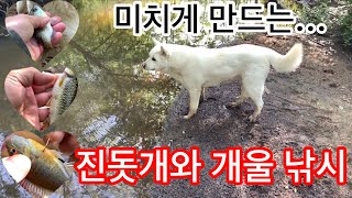 사람을 미치게 만드는 시골 아침 개울 낚시 |물은 싫고 주인의 곁을 떠나지 않는 진돗개