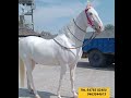 ਸੋਅ ਕੁਆਲਟੀ ਘੋੜਾ ਵਿਕਾਉ beautiful horseforsale punjabhorse horselover horsesale nukri marwadi