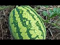 Petik buah semangka di kebun oncu farm