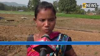 ଆଦିବାସୀ ଅଞ୍ଚଳରେ ହାଇଟେକ ଚାଷ || Knews Odisha