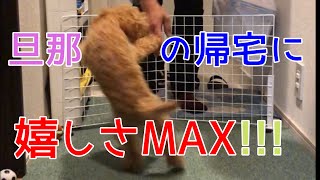 旦那の帰宅が嬉しすぎてテンションMAXになるトイプードルの子犬