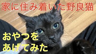 ‼️‼️野良猫におやつをあげてみた‼️‼️　年末ものんびり猫時間😊