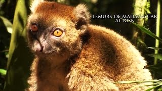 Rice researchers study the risk of extinction of the Madagascar lemurs