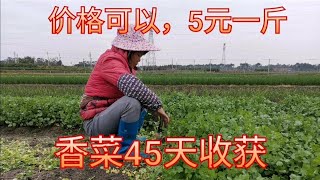 種香菜一畝地可以賣到1萬元，45天一茬，價格也不錯的，5元一斤  Growing coriander can be sold for 10,000 yuan per acre for 45 days.