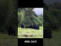 강한 자의 생존 고릴라 싸움의 결과 shorts 고릴라 수컷고릴라싸움