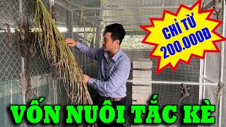 VỐN NUÔI TẮC KÈ CHỈ TỪ 200.000Đ, BÁO GIÁ CÔNG KHAI TẮC KÈ GIỐNG MỚI NHẤT 2025 | CHĂN NUÔI VIỆT