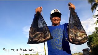 PANEN ‼️ MANCING DI LANTING KAPUAS HULU PAKAI UMPAN TANAGO