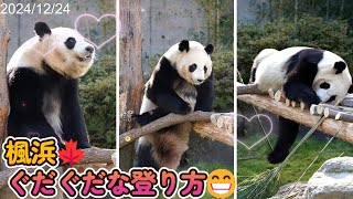 【楓浜】食欲と睡眠欲の戦い😊【パンダ】 panda