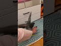 Методы дружить у каждого свои ✌🏻 голубь birds