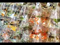 🇭🇰🐠香港旺角金魚街通菜街養魚器材水族館寵物市場娛樂 Hong Kong Goldfish Market Aquarium Accessory Fish Pet Tung Choi Street