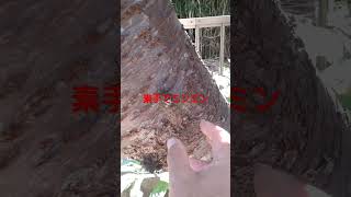 素手でミンミンゼミ捕獲#セミ#cicada #昆虫すごいぜ #昆虫 #昆虫採集 #ミンミンゼミ #素手 #老害 #バカ社長#アホ役員#確保#腰ぎんちゃく#イエスマン