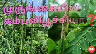 முருங்கையில் கம்பளிப்பூச்சி வரும்முன் காப்போம்/how to control kambalipoochi ?drumstick tree- terrace