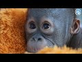 AMAZING ORANGUTAN REHAB!