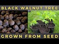 How To Grow Black Walnut Tree From Seed